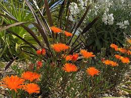 Image result for Lampranthus