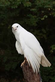 Michigan Birds Of Prey Pictures Albino White Hawk I Can T Tell What Kind Of Hawk This Is But I Have Seen An Albino Red Tail Hawk In Macomb County M Rare Albino Animals Albino Animals Animals