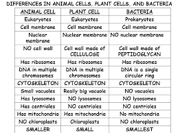 We did not find results for: Chapter 4 Cell Structure And Function Ppt Video Online Download
