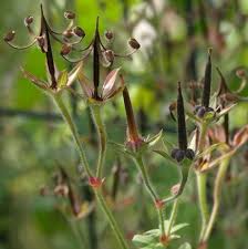 It is charged with 1200cc of titanium and geranium, making it hugely powerful in fighting negative ions. Rob S Plants The Hardy Geraniums