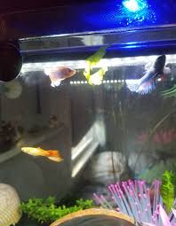 Discussion du forum dédié à la maintenance en aquarium de l'espèce poecilia reticulata (guppy). How To Have A Betta And Guppies Living In A 3 Gallon Tank Quora