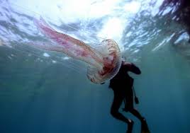 Si possono mangiare le meduse. Meduse Cosa Sono Perche Ci Pungono Cosa Fare In Caso Di Bruciatura E Le Piu Pericolose