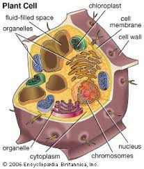 Check spelling or type a new query. Cell Kids Britannica Kids Homework Help