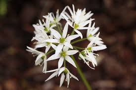 Image result for Allium ursinum