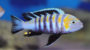 Image result for Microchloa afra