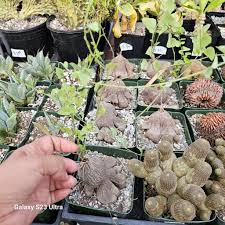 Image result for Dioscorea asteriscus