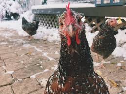 We did not find results for: This Is Amigo Yes I Know It Should Be Amiga She S The Friendliest Highly Recommend Speckled Sussex Chickens