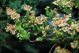 Image result for Erica wildii