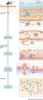 Jun 09, 2021 · symptoms for west nile include fever, headache, and body aches. West Nile Virus Infection And Immunity Nature Reviews Microbiology