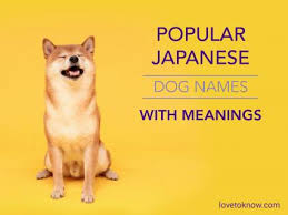 In my opinion, the best way to find the perfect pet name is to look to foreign languages. 160 Popular Japanese Dog Names With Meanings Lovetoknow