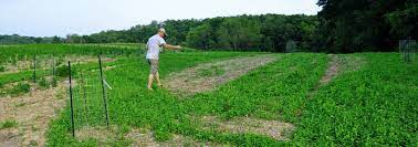 Where is the best place for growing fruits. Planting A Tree Plot For Deer Which Trees And How To Plant Them Bone Collector