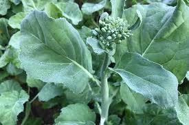 We did not find results for: Brassica Oleracea From Kale To Cabbage Gardener S Path