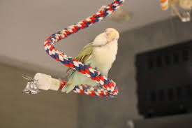 我家啾啾 愛情鳥小鸚 橙額白臉綠小鸚 小桜インコ Lovebird In 2020 Love Birds Pet Supplies Interesting Things