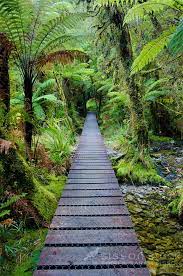 track through ferns native bush to lake matheson near fox glacier south westland new zealand no n landscape design native garden garden landscape design