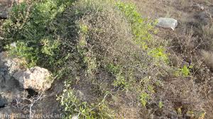 Image result for Capparis cartilaginea