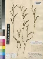 Image result for Phyllanthus caespitosus