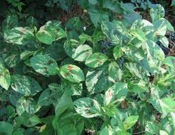 Buyer Beware Persicaria Virginiana Has Also Been Known As Virginia Knotweed Jumpseed Persicaria Filiformis Tovara Plants Painters Palette Ornamental Plants