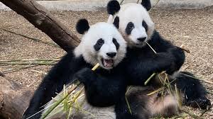 Image result for Pandiaka confusa