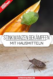 3 Hausmittel Mit Denen Du Stinkwanzen Sicher Loswirst In 2020 Hausmittel Wanze Pflanzen