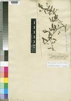 Image result for Aeschynomene heurckeana