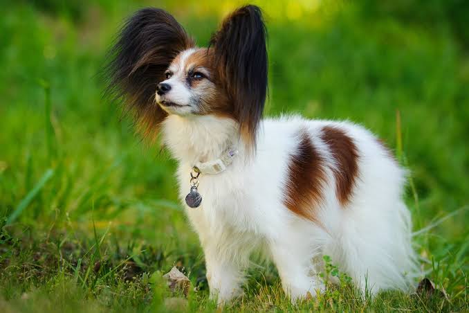 Papillon Dog: Breed Characteristics & Care
