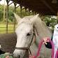 Ladies Leading Differently - What Horses Can Show...