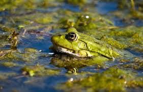 In diesem hat sich seit ein paar tagen ein frosch einquartiert, der uns nachts nicht schlafen lässt. Froschkonzert In Nachbars Garten Enns