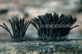 Image result for Stemonitis fusca