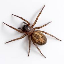 Most spider food is made up of insects, but there are some larger exotic types that can eat small animals such as crickets, grasshoppers, lizards, frogs, rodents, or birds. Why There Are So Many Spiders In Your Home And How You Can Get Rid Of Them Coventrylive