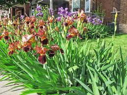 Irises are hardy, prolific perennials that don't require much care and maintenance. How To Plant Iris Flower In Your Garden Tricks To Care