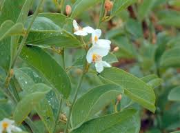 Image result for Baphia speciosa