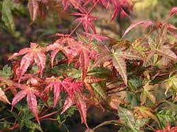 In japan it is considered more brilliant than most all the maples. Facher Ahorn Beni Komachi Acer Palmatum Beni Komachi Baumschule Horstmann