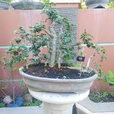 Bahan Bonsai Serut Streblus Asper Serut Dongkel Lazada Indonesia