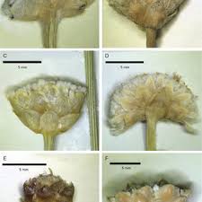 Image result for Mesanthemum africanum