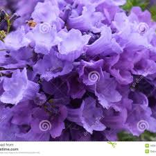 Downtown las vegas is located 4.2 mi (6.7 km) from the heart of las vegas. Downtown Las Vegas Jacaranda Tree Club Posts Facebook