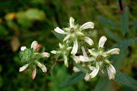 Image result for Pedistylis