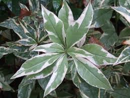 Image result for Lysimachia barbata