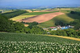 「美瑛町」の画像検索結果