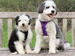 The merle gene may also impact the puppy's eyes or skin color. Bordoodle Mountain Rose Bordoodles