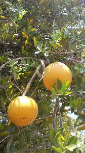 Image result for Strychnos pungens