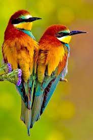 Voici l'un des oiseaux les plus difficiles à trouver, mais le plus apprécié par les voyageurs observateurs, par la beauté de son plumage et de ses couleurs vives ! Sign In Oiseaux Exotiques Beaux Oiseaux Animaux Ovipares