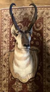 Image result for Beige Antelope 1983 Fleet