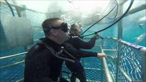 Collection by peterpans adventure travel. Port Lincoln Great White Shark Cage Dive Calypso Youtube