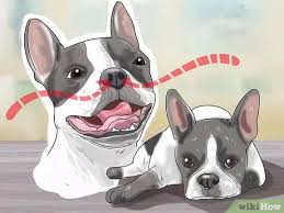 They seem almost to fall apart. How To Know If Your Dog Has Cancer 11 Steps With Pictures