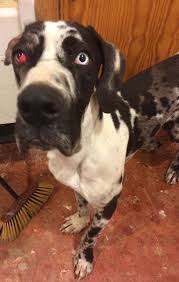 Maybe you would like to learn more about one of these? Latest Rescue Wally Dog Cat Rescue Almeria To Uk Facebook