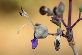 Image result for Rotheca wildii