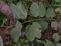Image result for Piliostigma thonningii