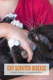Pin On Dog Health Safety Tips