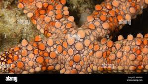 Image result for Gomphia