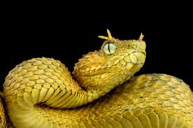 Image result for Daknopholis